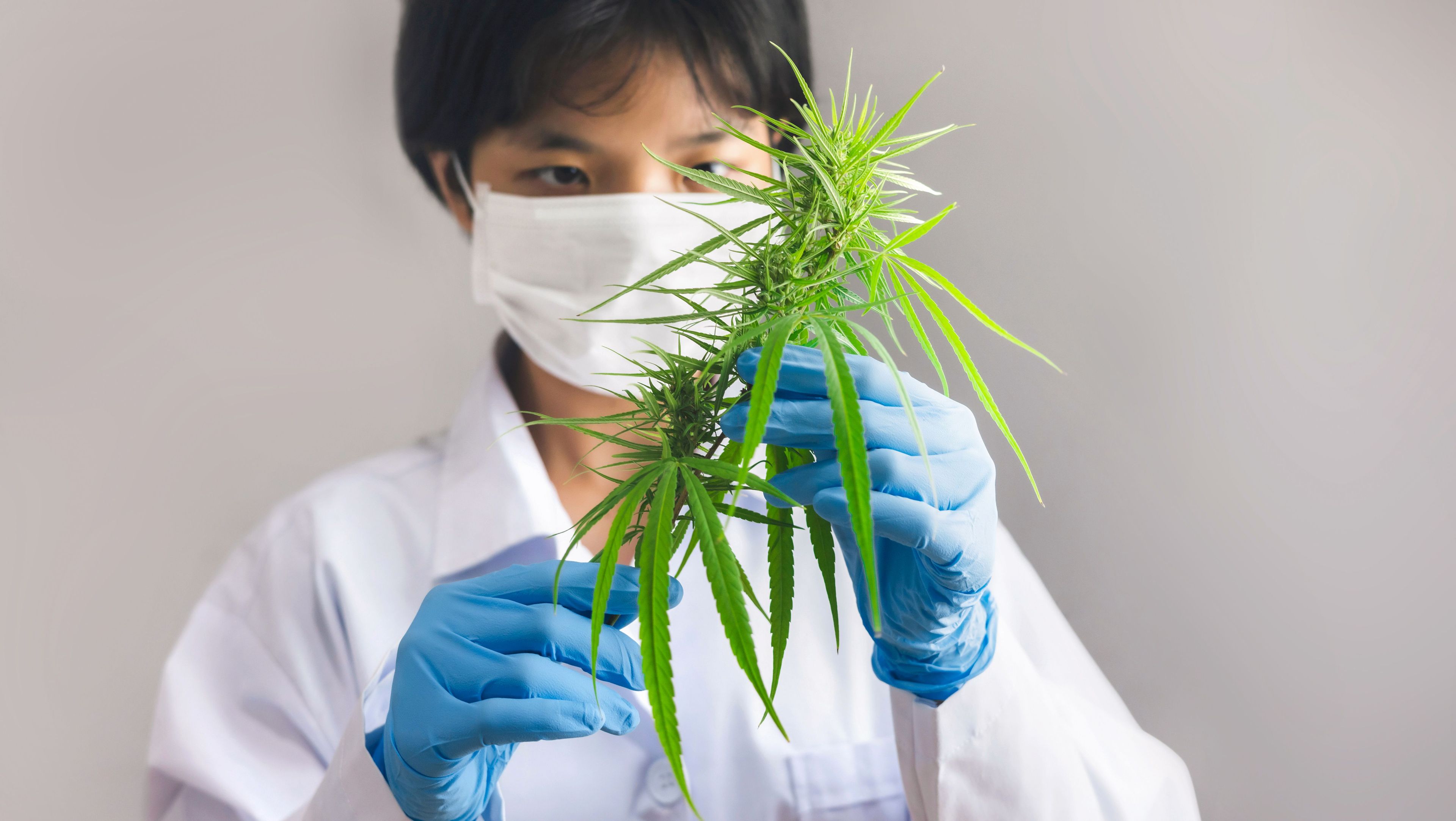 Imagem do editorial: 10 quilos de cannabis apreendidos serão destinados à produção científica com fins medicinais 